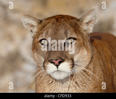 Mountain Lion (Cougar) (Felis concolor) en captivité, près de Bozeman, Montana, États-Unis d'Amérique, Banque D'Images