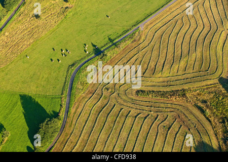 Vue aérienne d'une prairie fauchée, Eifel, Rheinland-pfalz, Allemagne, Europe Banque D'Images