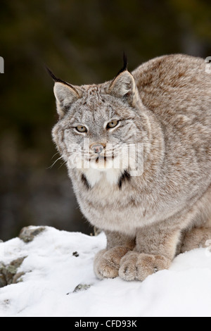 Lynx du Canada (Lynx canadensis) dans la neige, en captivité, près de Bozeman, Montana, États-Unis d'Amérique, Banque D'Images