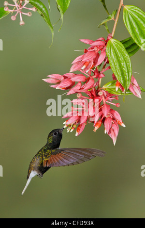 Colibri à ventre noir (Eupherusa nigriventris) voler et se nourrir dans une fleur au Costa Rica. Banque D'Images