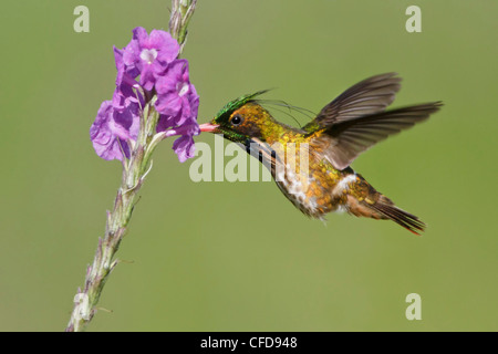 Black-crested Coquette (Lophornis helenae) voler et se nourrir dans une fleur au Costa Rica. Banque D'Images