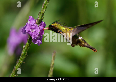 Black-crested Coquette (Lophornis helenae) voler et se nourrir dans une fleur au Costa Rica. Banque D'Images