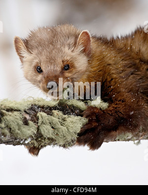 Le pékan (Martes pennanti captif) dans un arbre dans la neige, près de Bozeman, Montana, États-Unis d'Amérique, Banque D'Images