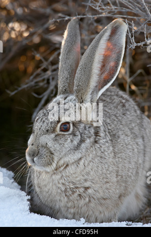 Blacktail Jackrabbit (Lepus californicus) dans la neige, Antelope Island State Park, Utah, États-Unis d'Amérique, Banque D'Images