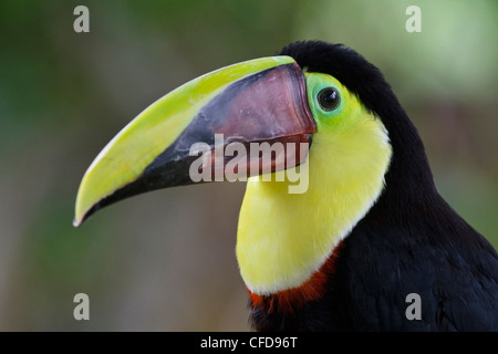 Chestnut-mandibled Toucan (Ramphastos swainsonii) perché sur une branche au Costa Rica. Banque D'Images