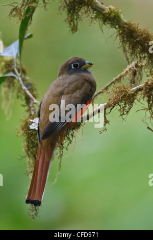 Trogon Trogon collaris (collier) perché sur une branche au Costa Rica. Banque D'Images