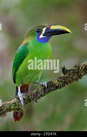 Toucanet émeraude (Turdus prasinus) perché sur une branche au Costa Rica. Banque D'Images