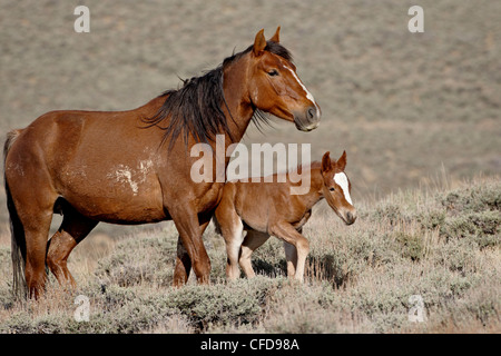 Cheval sauvage (Equus caballus) mare et son poulain, Green River, Wyoming, United States of America, Banque D'Images