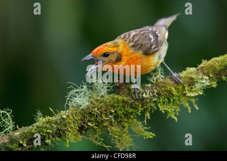 De couleur flamme Tangara écarlate (Piranga bidentata) perché sur une branche au Costa Rica. Banque D'Images