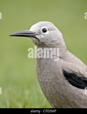 Le casse-noix (Nucifraga columbiana), Manning Provincial Park, British Columbia, Canada, Banque D'Images