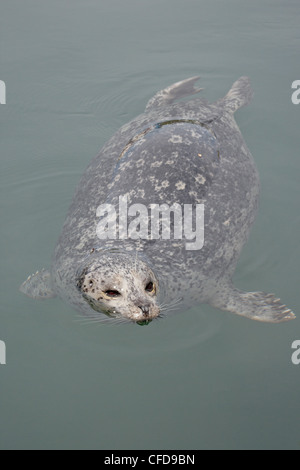 Phoque commun (Phoca vitulina), près de Victoria, Colombie-Britannique, Canada, Banque D'Images