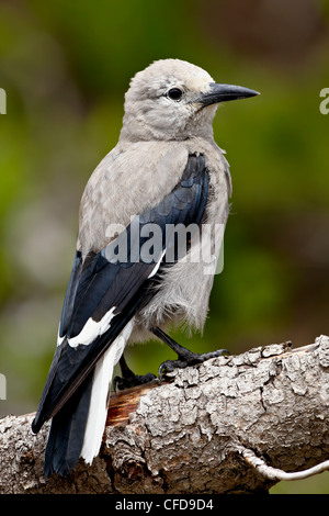 Le casse-noix (Nucifraga columbiana), Manning Provincial Park, British Columbia, Canada, Banque D'Images