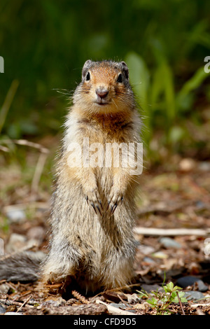 Spermophile du Columbia (Citellus columbianus), Manning Provincial Park, British Columbia, Canada, Banque D'Images