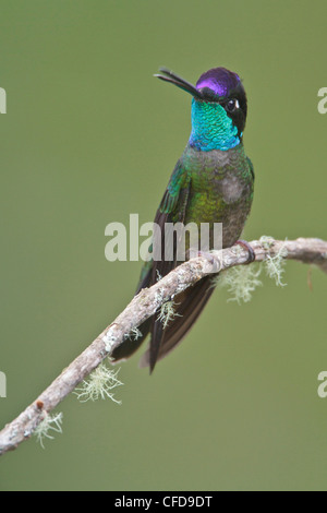 Colibri magnifique (Eugene fulgens) perché sur une branche au Costa Rica. Banque D'Images