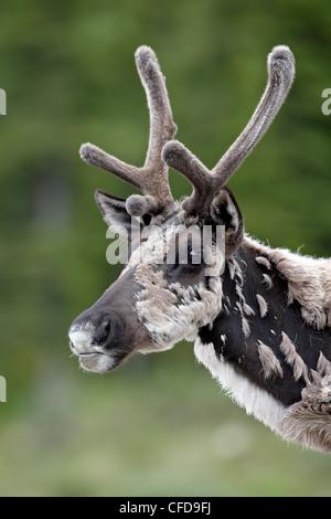 Caribou des bois (Rangifer caribou) buck en velours et l'excrétion, Route de l'Alaska, Colombie-Britannique, Canada, Banque D'Images