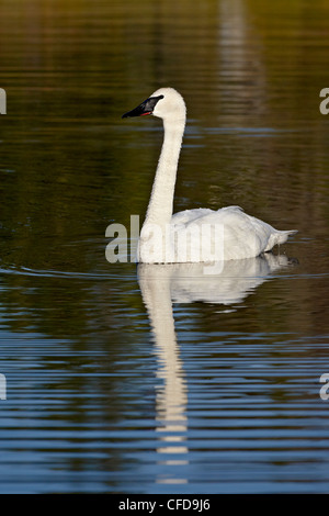 Cygne trompette (Cygnus buccinator) natation, Autoroute Denali, Alaska, États-Unis d'Amérique, Banque D'Images