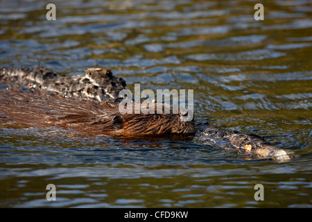 Castor (Castor canadensis) Nager avec de la nourriture, et la Réserve de parc national de Denali, Alaska, United States of America Banque D'Images