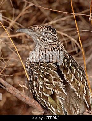 Une plus grande (Geococcyx californianus) Roadrunner, Bosque del Apache National Wildlife Refuge, New Mexico, United States of America Banque D'Images