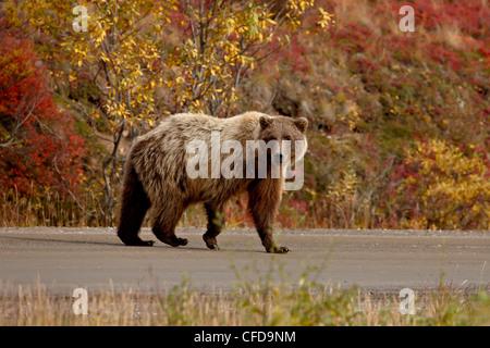 Ours grizzli (Ursus arctos horribilis) (ours brun) sur une route, le Parc National Denali et préserver, Alaska, USA Banque D'Images