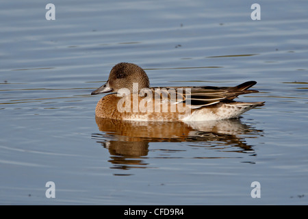 Le Canard d'Amérique (femelle) (Baldpate) Canard siffleur (Anas americana), Potter Marsh, Alaska, United States of America Banque D'Images