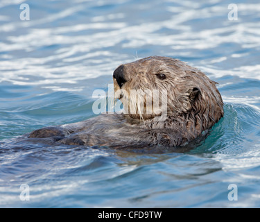 Loutre de mer (Enhydra lutris) sur son dos, Homer, Alaska, États-Unis d'Amérique, Banque D'Images