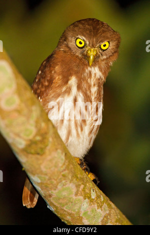 Chevêchette brune (Glaucidium brasilianum) perché sur une branche en Equateur. Banque D'Images