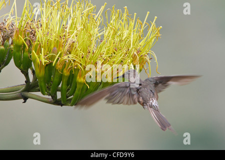 Colibri géant Patagona gigas (vol) alors que s'alimenter à une fleur en Équateur. Banque D'Images
