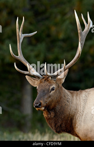 Bull le wapiti (Cervus canadensis) à l'automne, Jasper National Park, Alberta, Canada, Banque D'Images