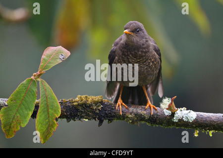 Grand (Turdus fuscater) perché sur une branche en Equateur. Banque D'Images