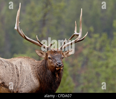 Bull le wapiti (Cervus canadensis), Jasper National Park, Alberta, Canada, Banque D'Images