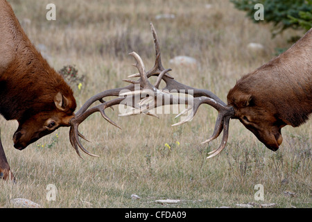 Deux bull le wapiti (Cervus canadensis) combats, Jasper National Park, Alberta, Canada, Banque D'Images