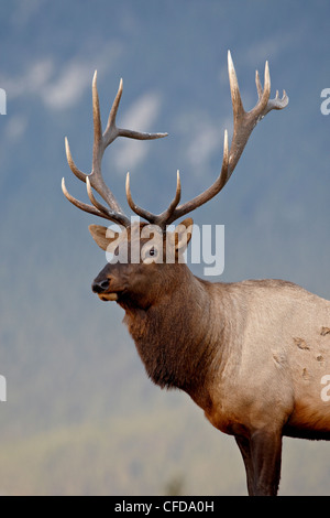 Bull le wapiti (Cervus canadensis), Jasper National Park, Alberta, Canada, Banque D'Images