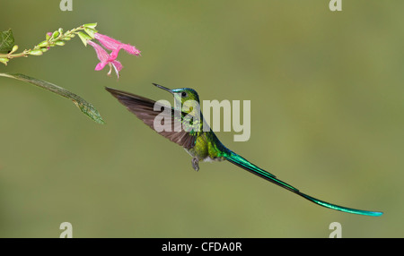 Long-tailed Sylph (Aglaiocercus kingi) volant tout en s'alimentant à une fleur dans l'Equateur. Banque D'Images