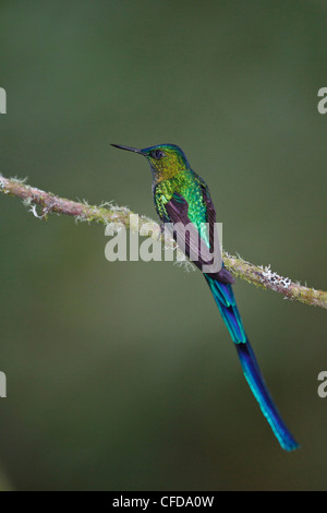 Long-tailed Sylph (Aglaiocercus kingi) perché sur une branche en Equateur. Banque D'Images