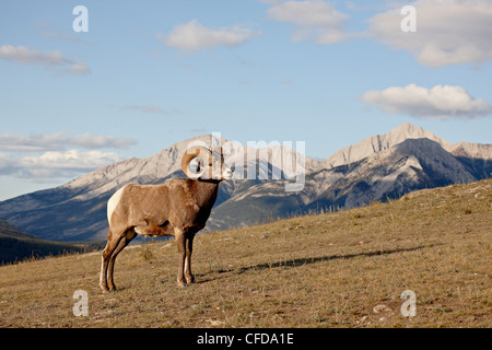 Bighorn (Ovis canadensis) ram dans son environnement, Jasper National Park, UNESCO World Heritage Site, Alberta, Canada Banque D'Images