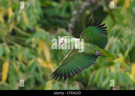 Amazon farineuse (Amazona farinosa) volant en Equateur. Banque D'Images