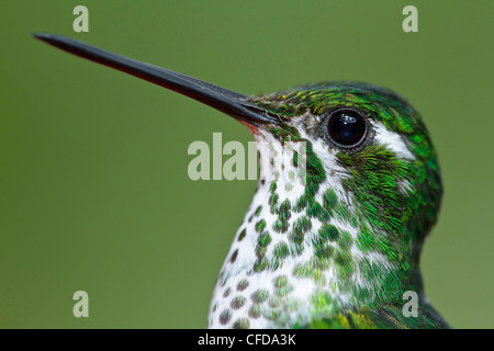 Purple-bibbed Whitetip (Urosticte benjamini) perché sur une branche en Equateur. Banque D'Images