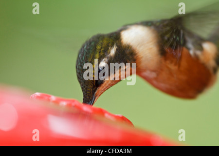 Purple-throated Woodstar hummingbird (Calliphlox mitchellii) s'alimenter à une mangeoire en Equateur. Banque D'Images