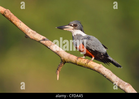 Ringed Kingfisher (Megaceryle torquata) perché sur une branche en Equateur. Banque D'Images