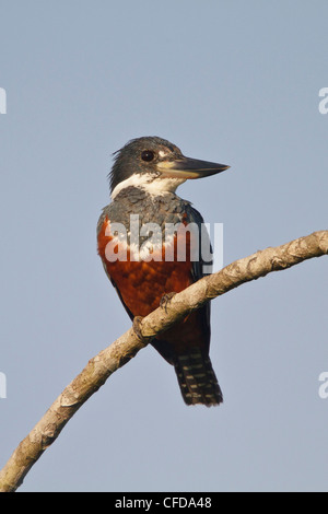 Ringed Kingfisher (Megaceryle torquata) perché sur une branche en Equateur. Banque D'Images