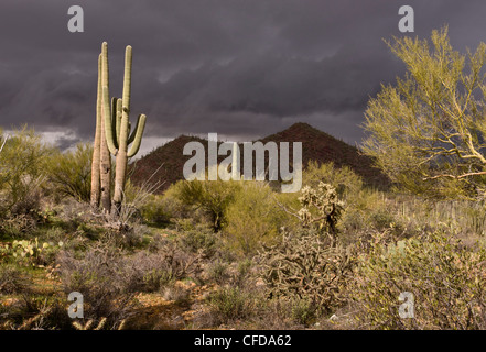 Saguaro, cactus géants, Carnegiea gigantea en Arizona, États-Unis Banque D'Images