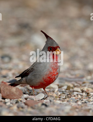 Homme Pyrrhuloxia (Cardinalis sinuatus), Caballo Lake State Park, New Mexico, United States of America, Banque D'Images