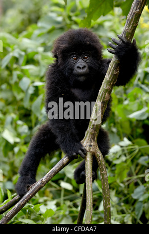 Le gorille de montagne (Gorilla gorilla beringei) à partir de l'escalade groupe Kwitonda une vigne, le parc national des volcans, Rwanda Banque D'Images