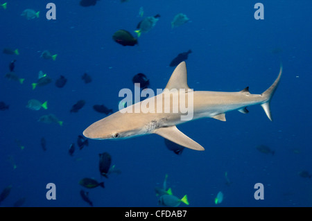 Requin Galapagos au large de l'Île de Wolf, îles Galapagos, Equateur, Amérique du Sud. Banque D'Images