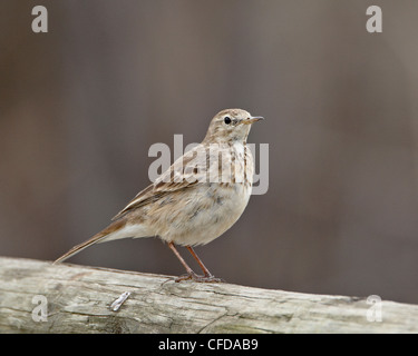 Pipit d'Amérique (Anthus rubescens rubescens), San Jacinto de faune, Californie, États-Unis d'Amérique, Banque D'Images