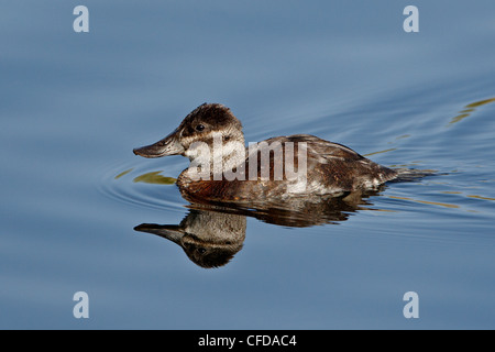 Femme l'érismature rousse (Oxyura jamaicensis) natation, zones humides, Sweetwater Tucson, Arizona, États-Unis d'Amérique, Banque D'Images