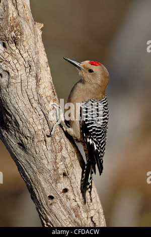 Homme (Melanerpes uropygialis gila woodpecker), l'étang, Amado, Arizona, États-Unis d'Amérique, Banque D'Images