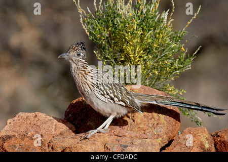 Une plus grande (Geococcyx californianus) Roadrunner, l'étang, Amado, Arizona, États-Unis d'Amérique, Banque D'Images