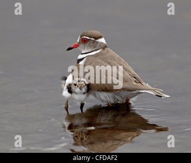 Trois-banded Plover (Charadrius tricollaris) des profils et des poussins, Kruger National Park, Afrique du Sud, l'Afrique Banque D'Images