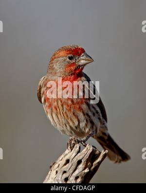 ,Mâle roselin pourpré (Carpodacus mexicanus), l'étang, Amado, Arizona, États-Unis d'Amérique, Banque D'Images